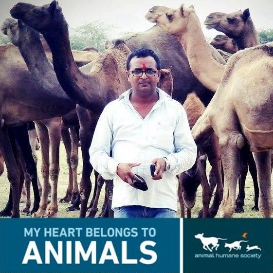 Photo 3 from HELP ANIMALS INDIA                                                    