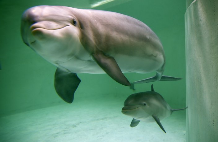 Photo 2 from Whale and Dolphin Conservation (WDC)