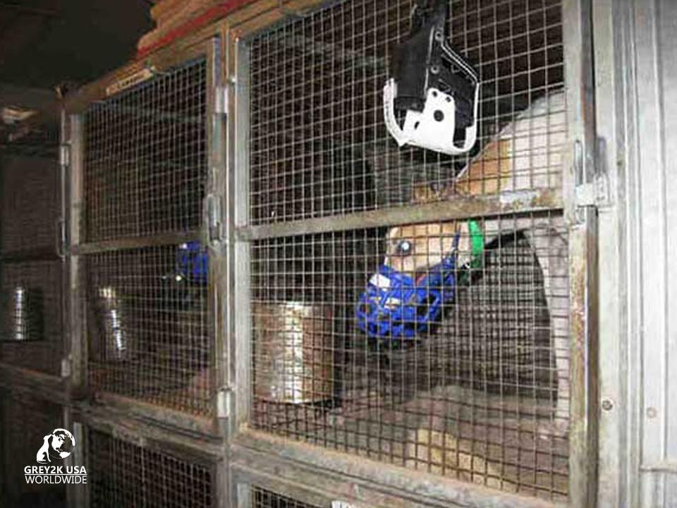 Photo 9 from GREY2K USA Worldwide