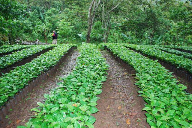 Photo 10 from COMMUNITY AGROECOLOGY NETWORK