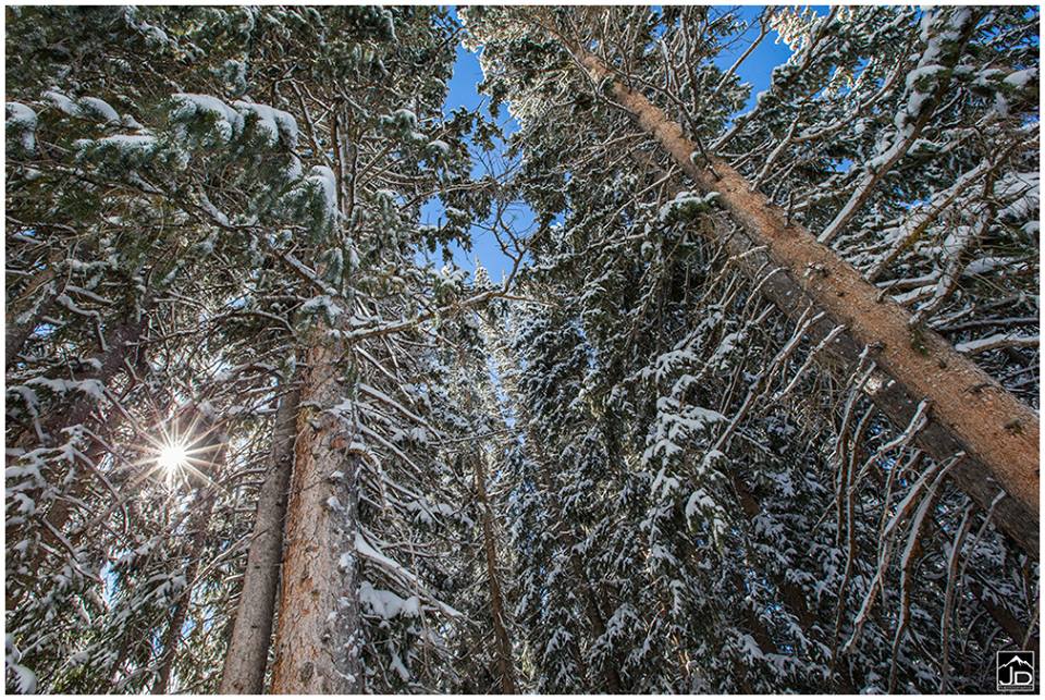 Photo 2 from TreeUtah