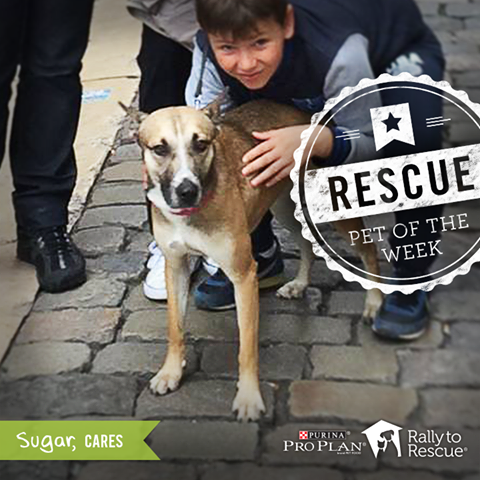 Photo 6 from COMMUNITY ANIMAL RESCUE AND EDUCATION INC