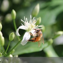 Photo 3 from POLLINATOR PARTNERSHIP