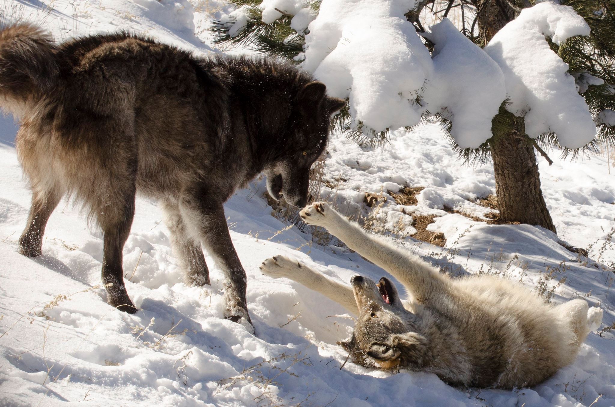 Photo 2 from MISSION WOLF