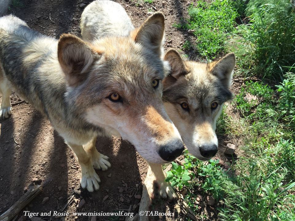 Photo 6 from MISSION WOLF