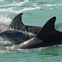 Photo 2 from Ocean River Institute, Inc.