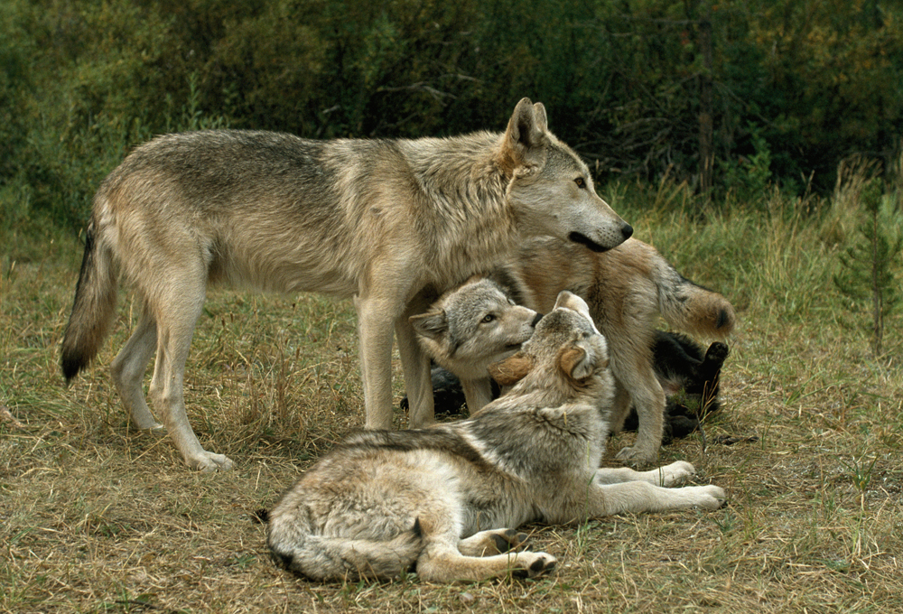 Photo 7 from LIVING WITH WOLVES 