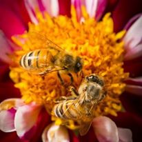 Photo 2 from POLLINATOR PARTNERSHIP