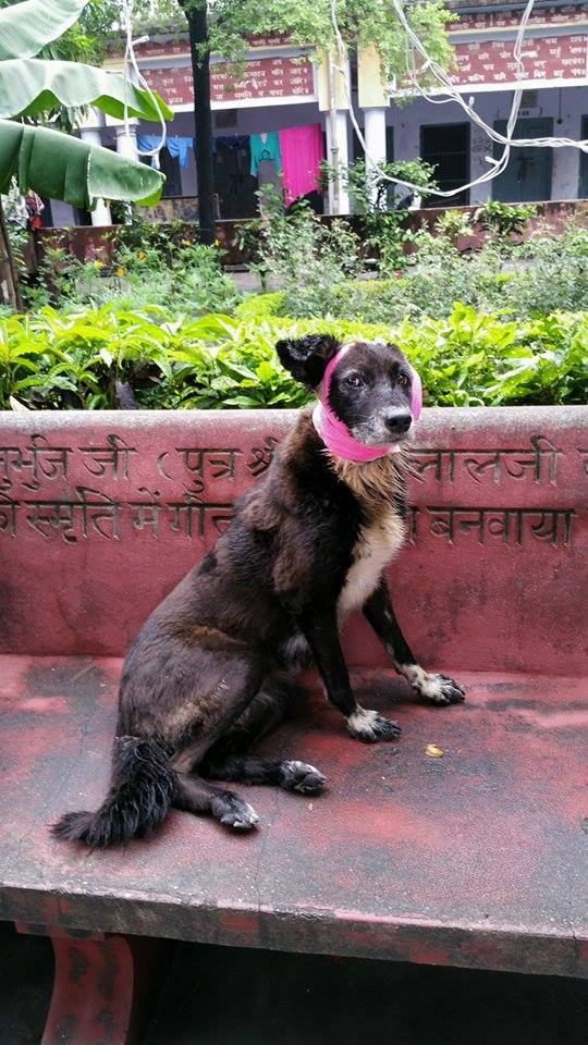 Photo 1 from HELP ANIMALS INDIA                                                    