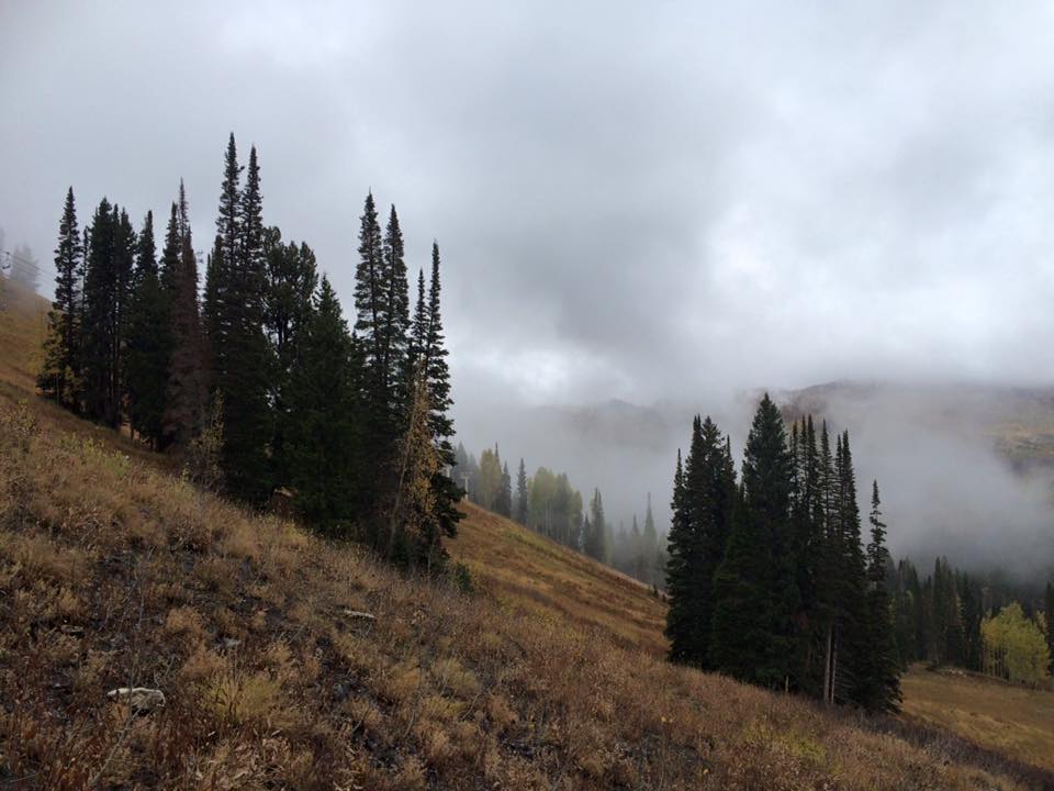 Photo 3 from TreeUtah