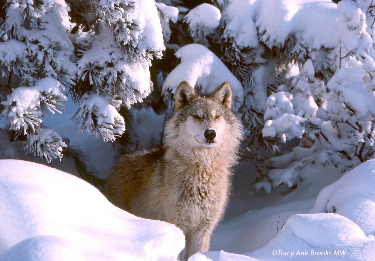 Photo 5 from MISSION WOLF