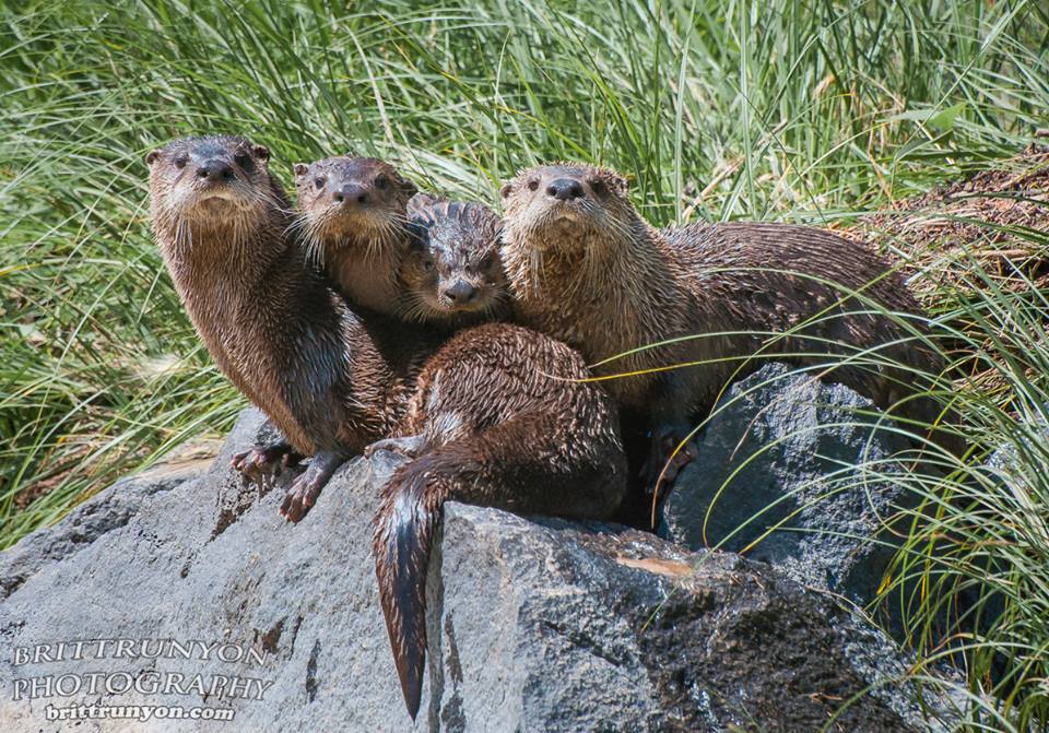 Photo 3 from Amigos Bravos