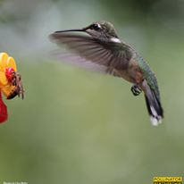 Photo 1 from POLLINATOR PARTNERSHIP