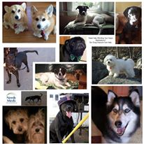 Photo 11 from NEEDYMEDS INC