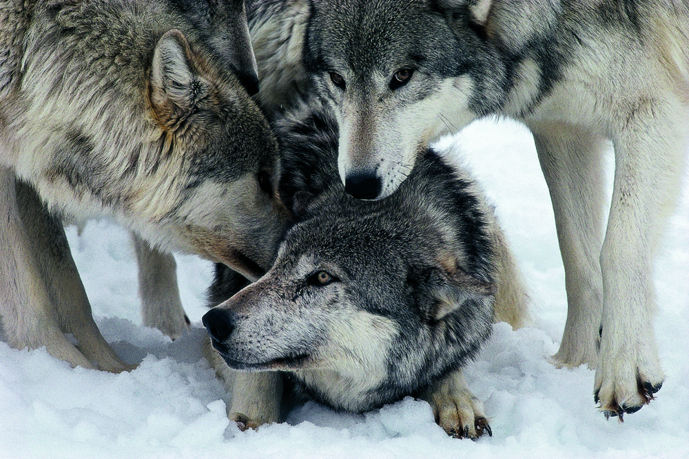 Photo 6 from LIVING WITH WOLVES 