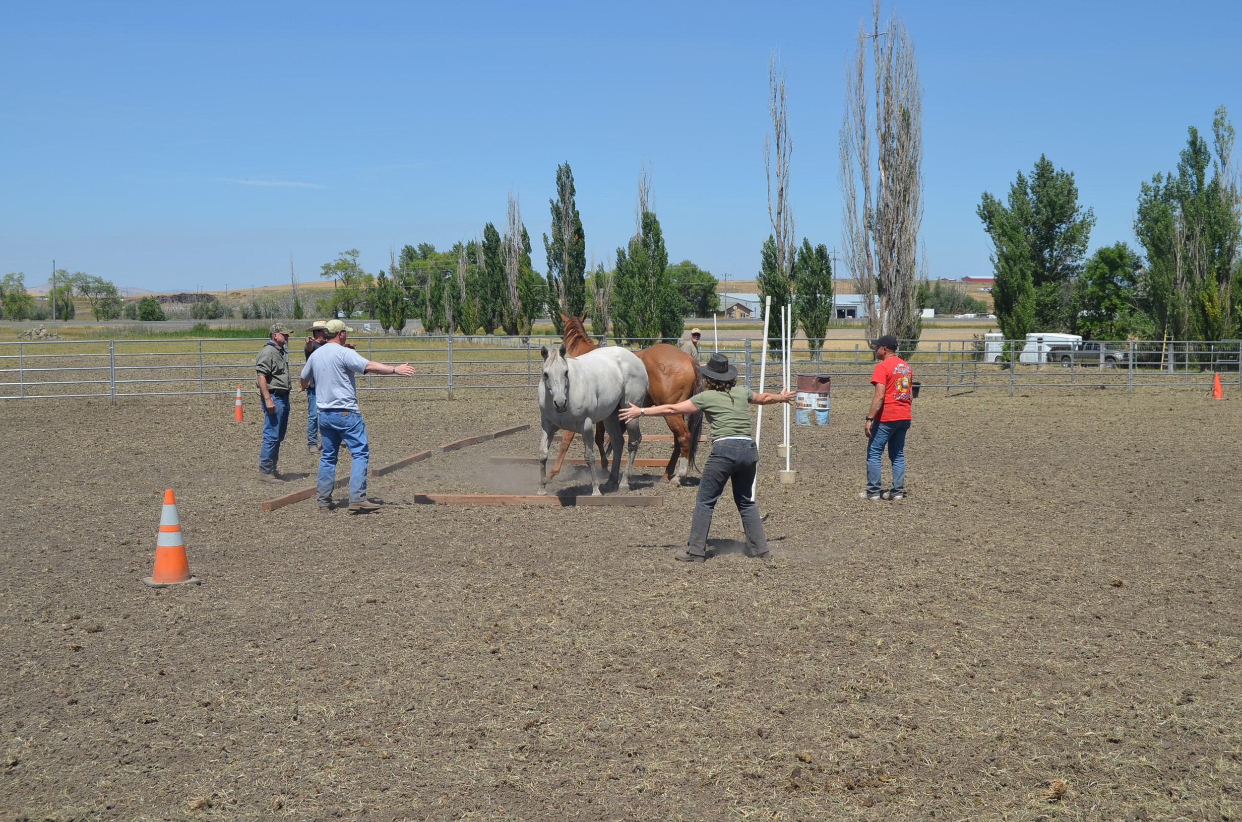 Photo 7 from Operation Horses and Heroes