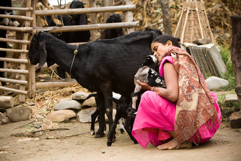 Photo 3 from Heifer International