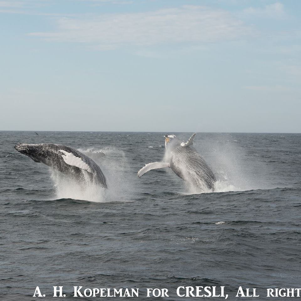 Photo 3 from Coastal Research and Education Society of Long Island, Inc.