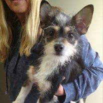 Photo 9 from Canine Adoption and Rescue League