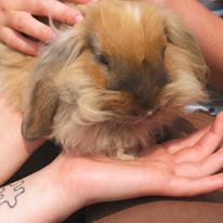 Photo 6 from ANIMALS AS NATURAL THERAPY