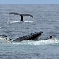 Photo 3 from Ocean River Institute, Inc.