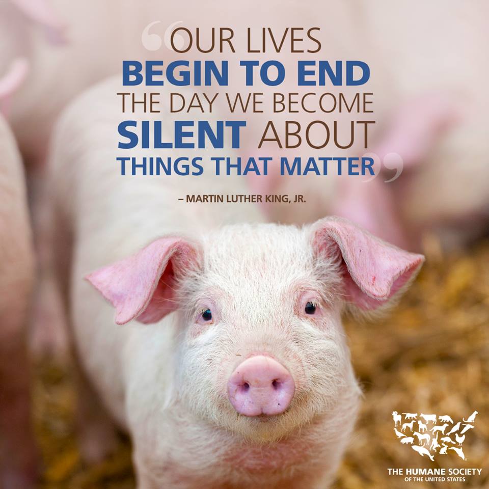 Photo 1 from Humane Society of The United States