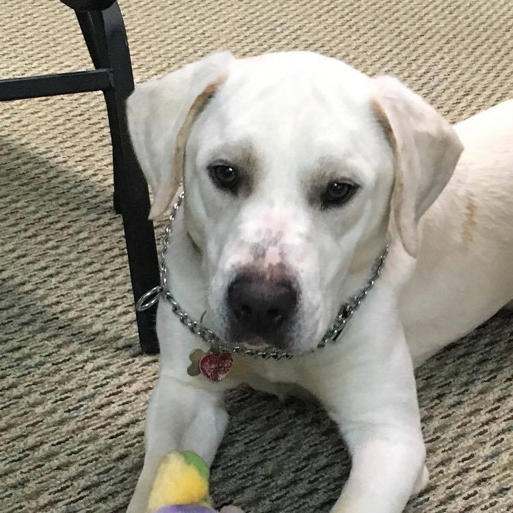 Photo 2 from Georgia Animal Project