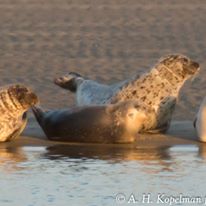 Photo 1 from Coastal Research and Education Society of Long Island, Inc.