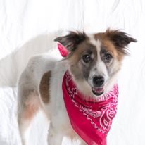 Photo 3 from Photogs for a Cause