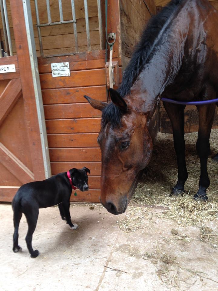 Photo 7 from Ruff Dog Rescue North East