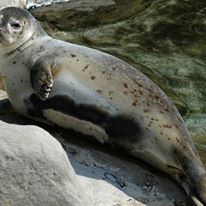 Photo 3 from Humane Education Advocates Reaching Teachers (HEART)