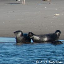 Photo 5 from Coastal Research and Education Society of Long Island, Inc.