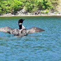 Photo 3 from Adirondack Council, Inc.