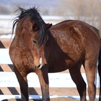 Photo 1 from Colorado Horse Rescue