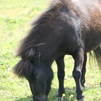 Photo 2 from ANIMALS AS NATURAL THERAPY