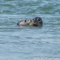 Photo 4 from Coastal Research and Education Society of Long Island, Inc.