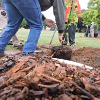 Photo 5 from TREE FRESNO