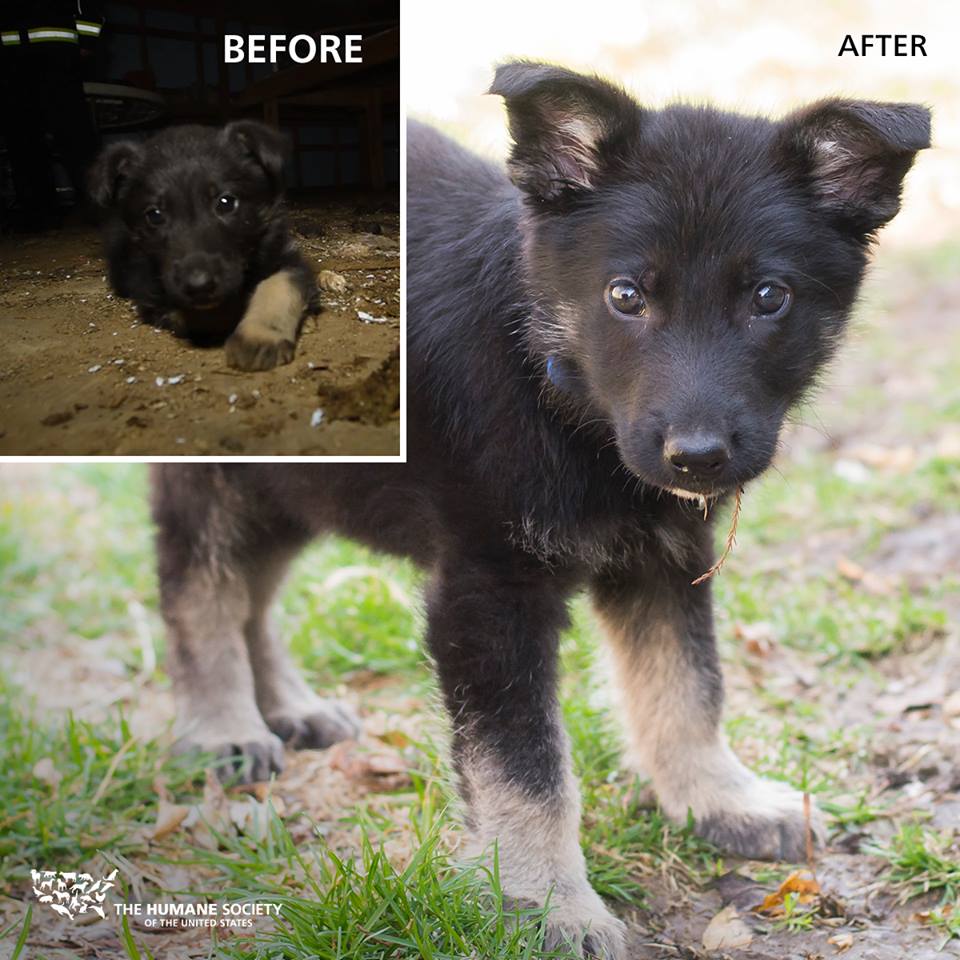 Photo 3 from Humane Society of The United States