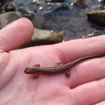 Photo 7 from Great Swamp Watershed Association