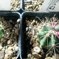 Photo 6 from GILA WATERSHED PARTNERSHIP OF ARIZONA