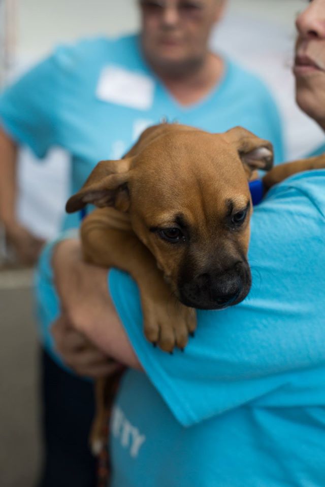 Photo 3 from Halifax Humane Society