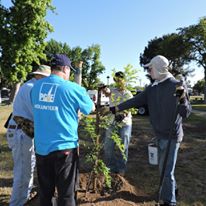 Photo 4 from TREE FRESNO