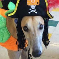 Photo 5 from Greyhounds Only, Inc.