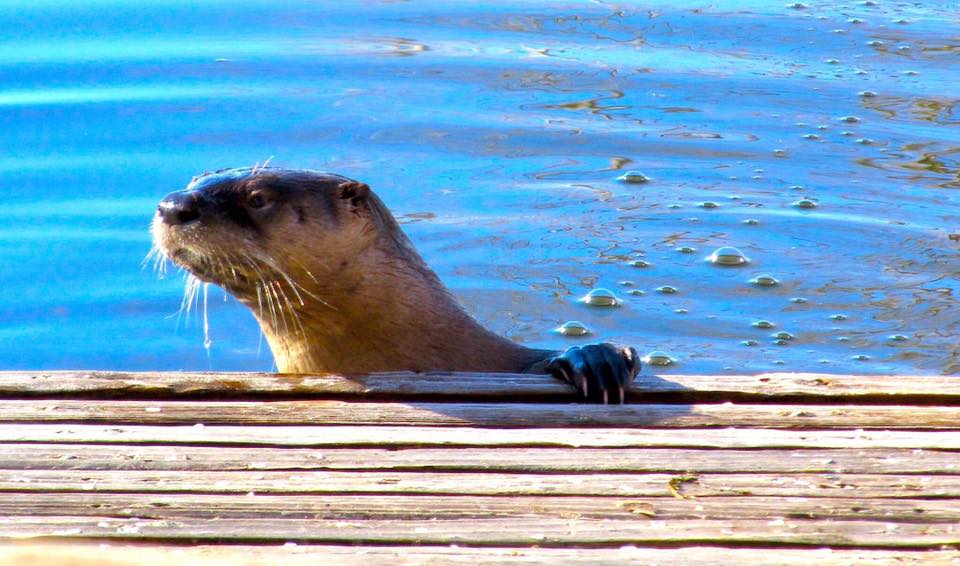 Photo 6 from Amigos Bravos