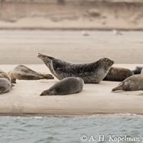 Photo 2 from Coastal Research and Education Society of Long Island, Inc.