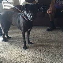 Photo 2 from Crossroads Pets - Shop and Adopt