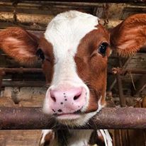 Photo 8 from AGRICULTURAL STEWARDSHIP ASSOCIATION