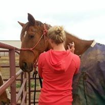 Photo 2 from Colorado Horse Rescue