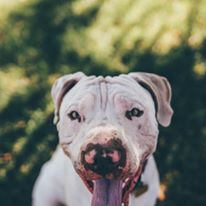 Photo 6 from Canine Adoption and Rescue League