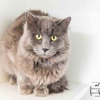 Photo 1 from TELLER COUNTY REGIONAL ANIMAL SHELTER